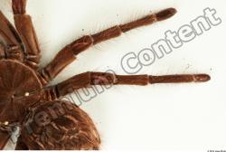 Leg Spider